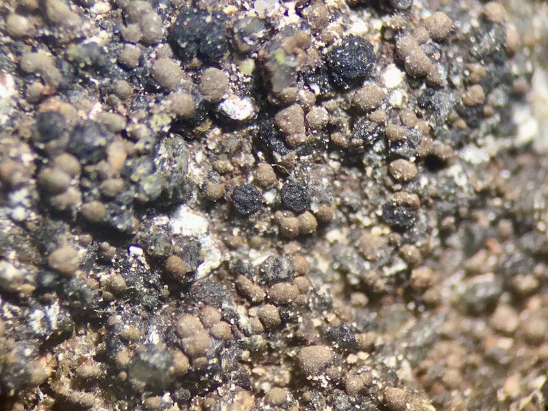 Map Lichen photo 3
