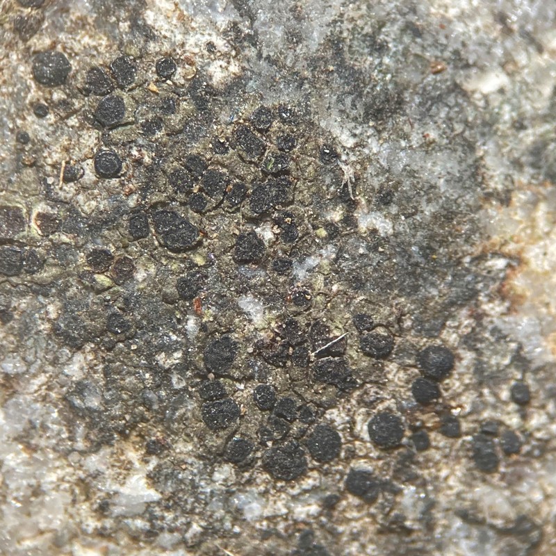 Map Lichen photo 2