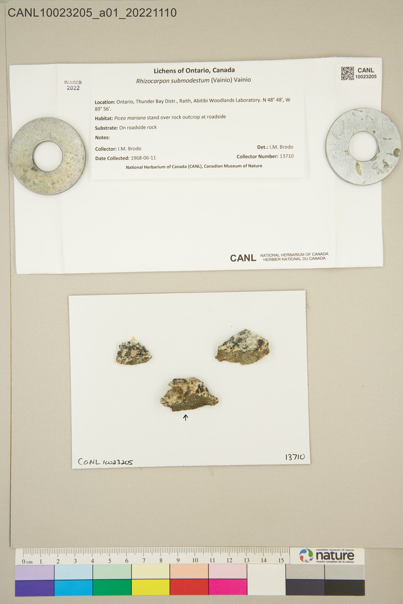 Map Lichen photo 6
