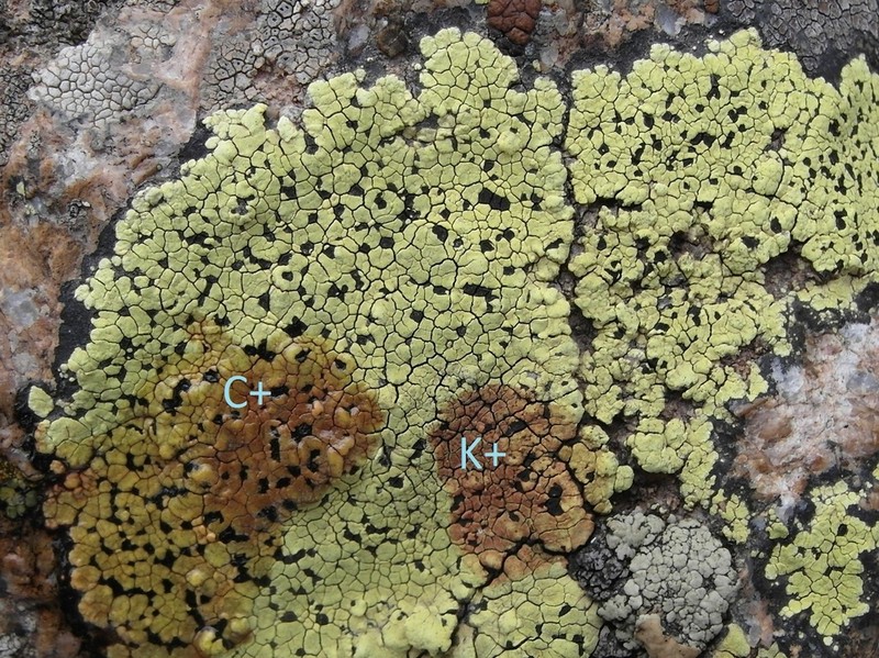 Superficial Map Lichen photo 2