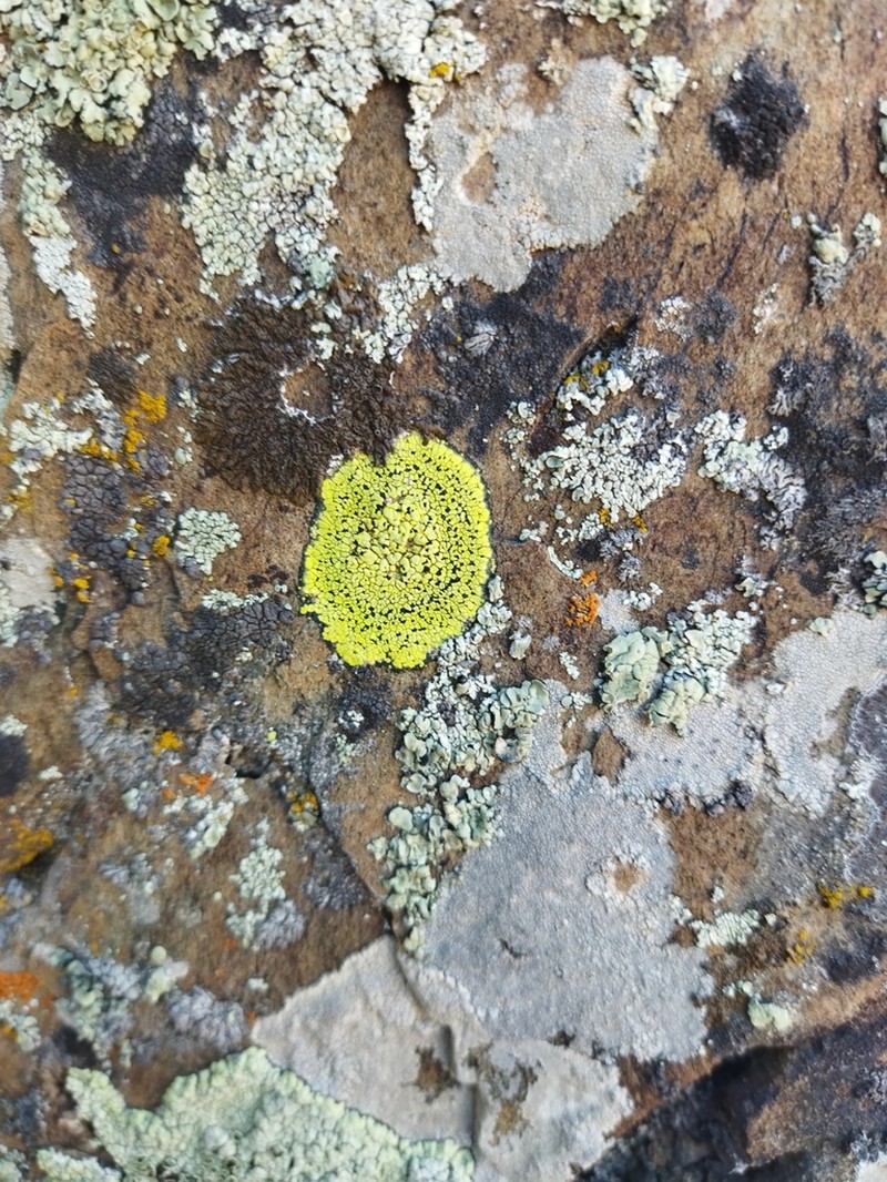 Superficial Map Lichen photo 3