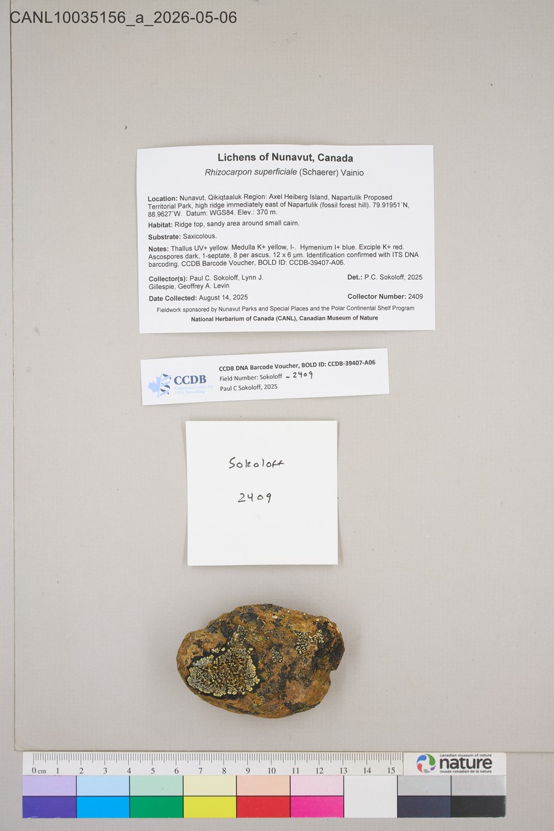 Superficial Map Lichen photo 5