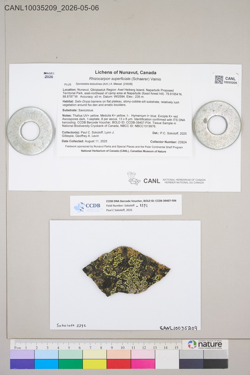 Superficial Map Lichen photo 6