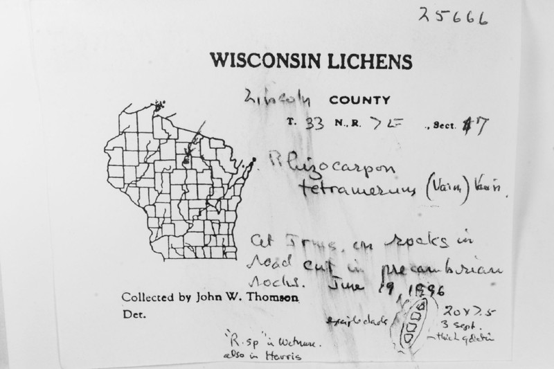 Map Lichen