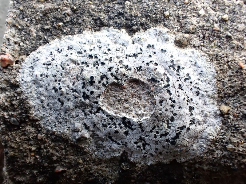 Map Lichen