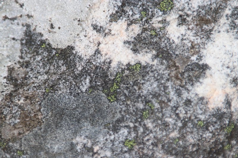Map Lichen