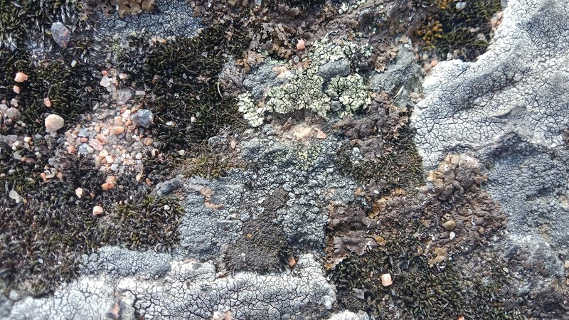 Map Lichen photo 2