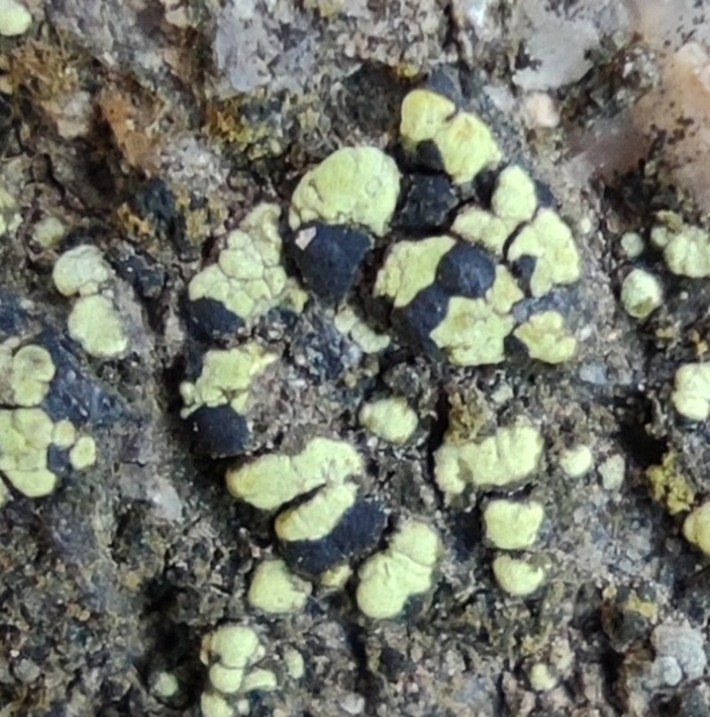 Map Lichen photo 3
