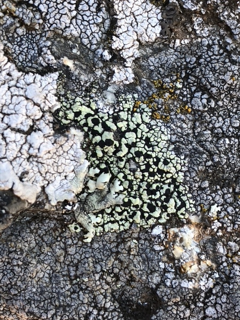 Map Lichen photo 4