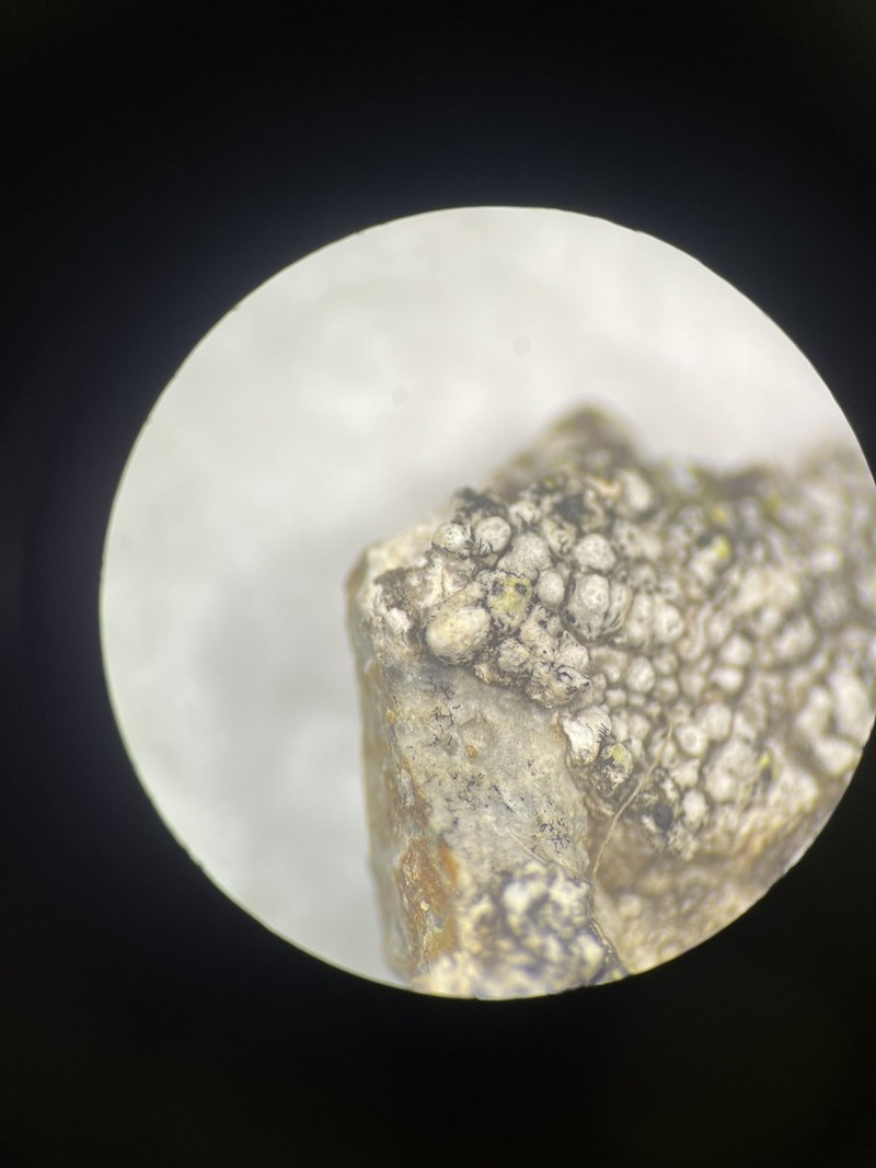 Map Lichen photo 5