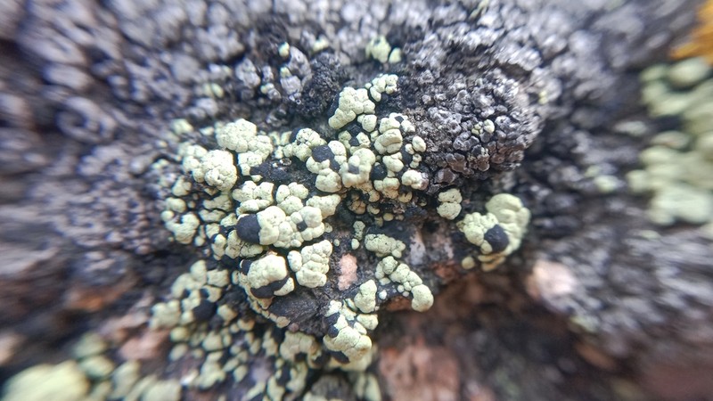 Map Lichen photo 6