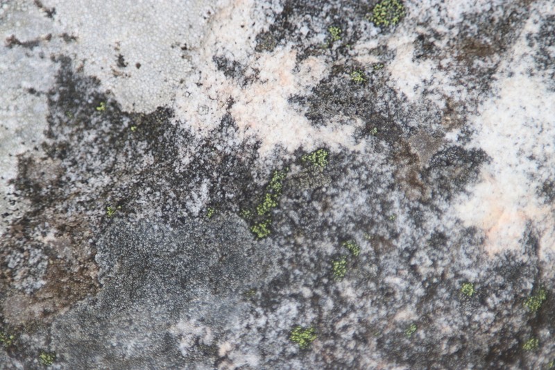 Map Lichen photo 7