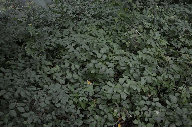Rhizomatophora aegopodioides