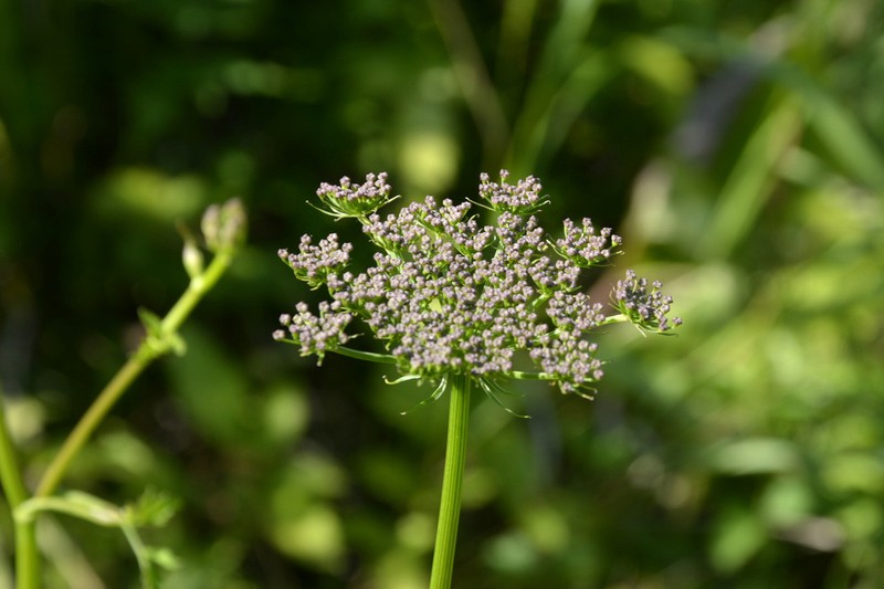 Rhizomatophora aegopodioides photo 2