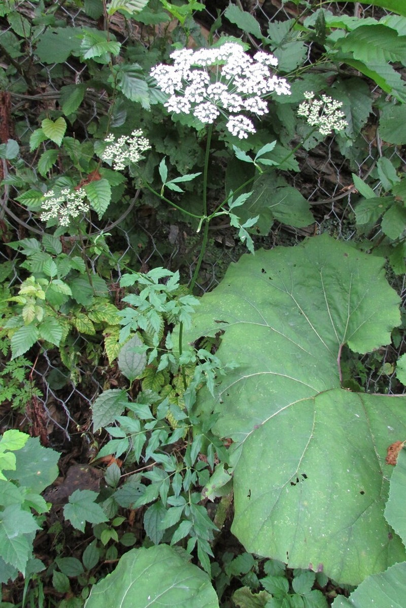 Rhizomatophora aegopodioides photo 3