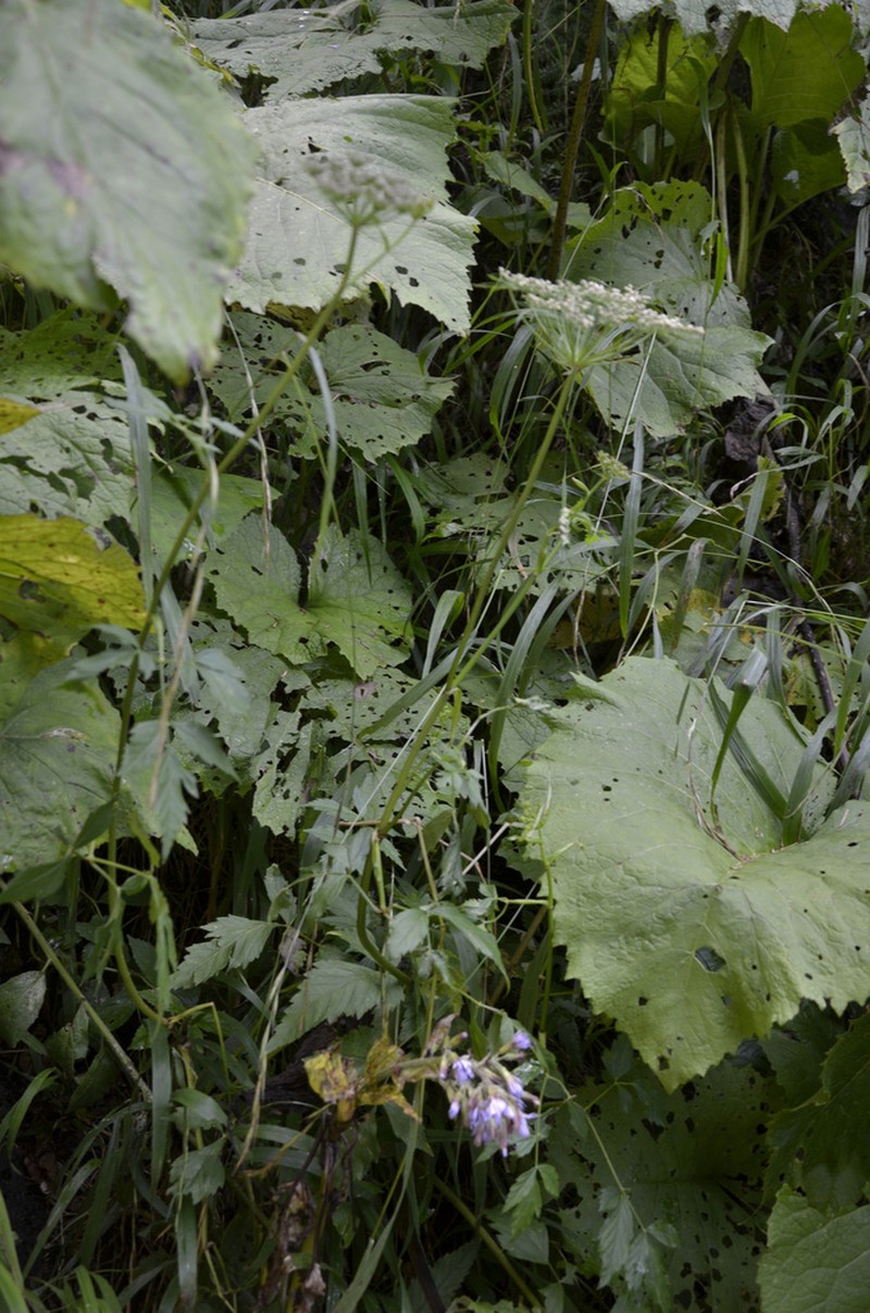 Rhizomatophora aegopodioides photo 4