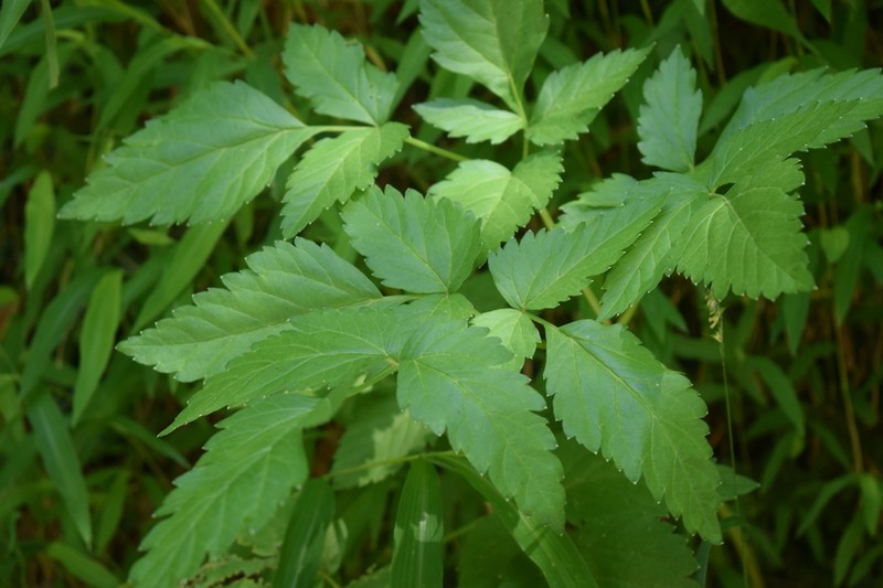 Rhizomatophora aegopodioides photo 5