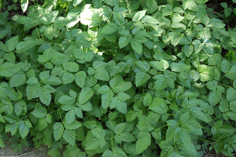 Rhizomatophora aegopodioides photo 6
