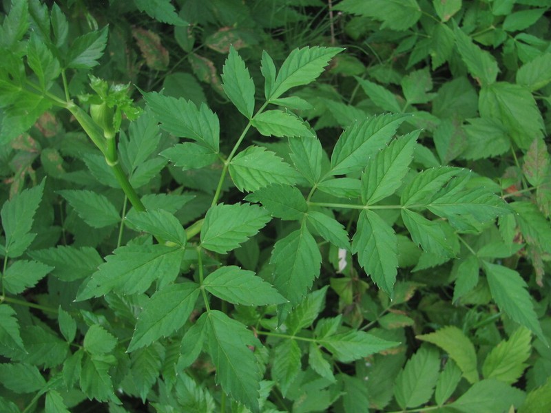 Rhizomatophora aegopodioides photo 7