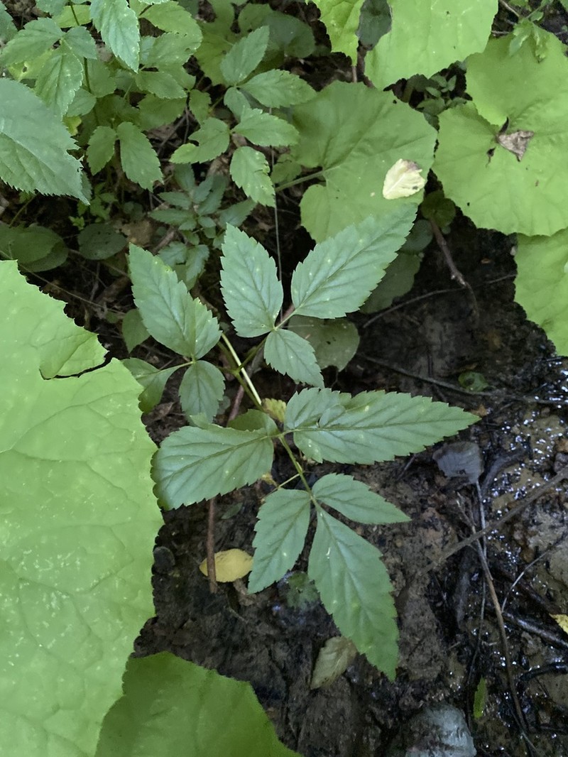 Rhizomatophora aegopodioides photo 8