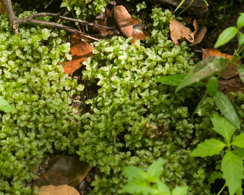 Appalachian Rhizomnium Moss