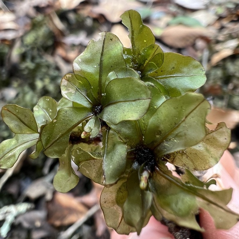 Appalachian Rhizomnium Moss photo 2