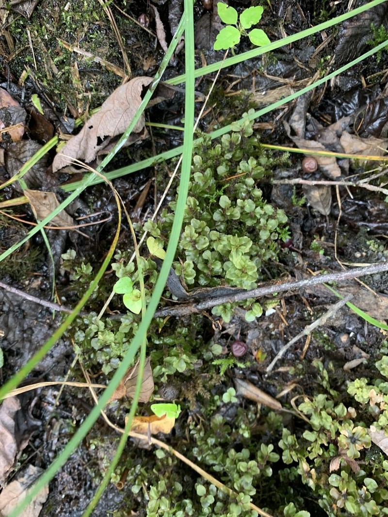 Appalachian Rhizomnium Moss photo 3