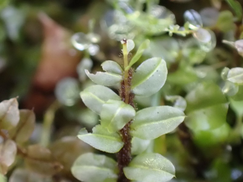 Appalachian Rhizomnium Moss photo 4