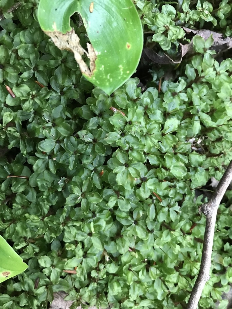 Appalachian Rhizomnium Moss photo 5