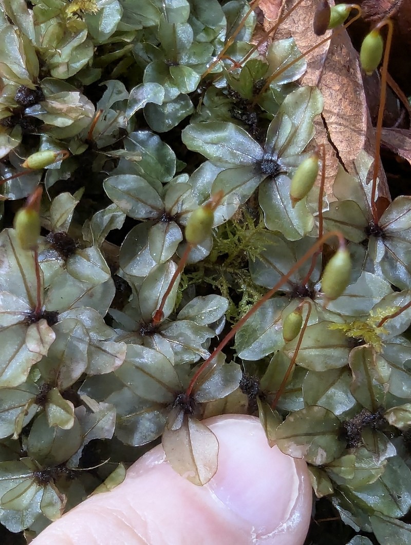 Appalachian Rhizomnium Moss photo 6