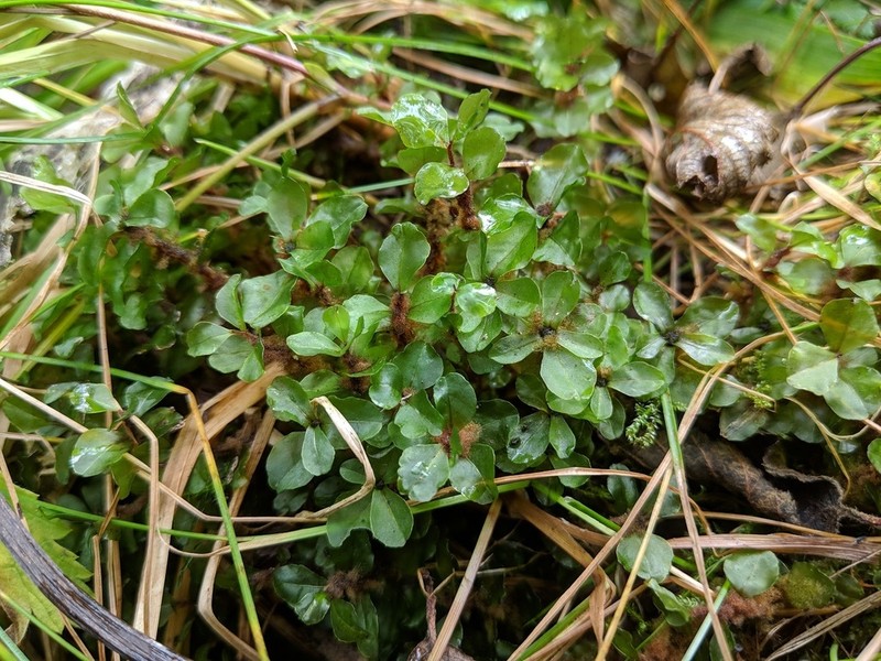Appalachian Rhizomnium Moss photo 7