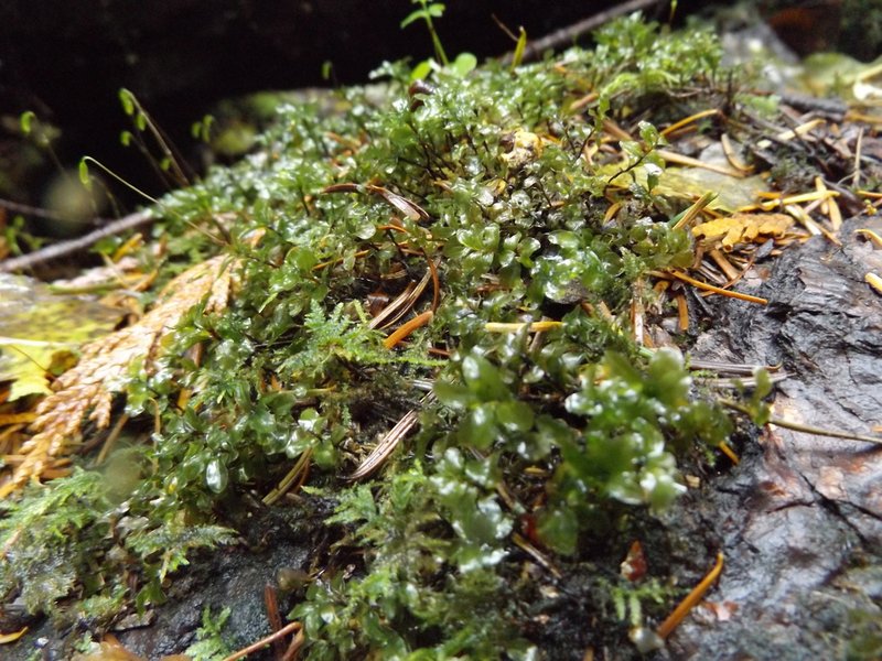 Rhizomnium Moss