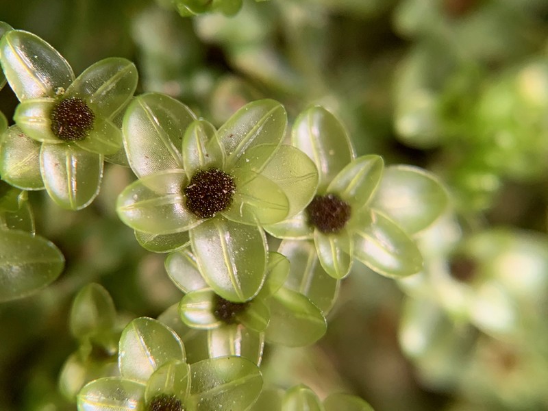 Rhizomnium Moss photo 2