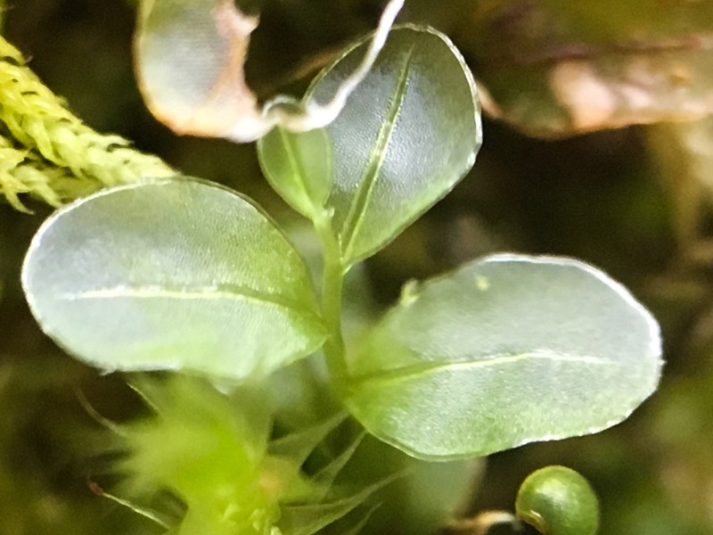 Rhizomnium Moss photo 3