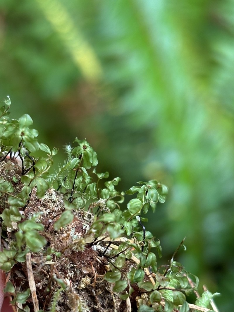 Rhizomnium Moss photo 4