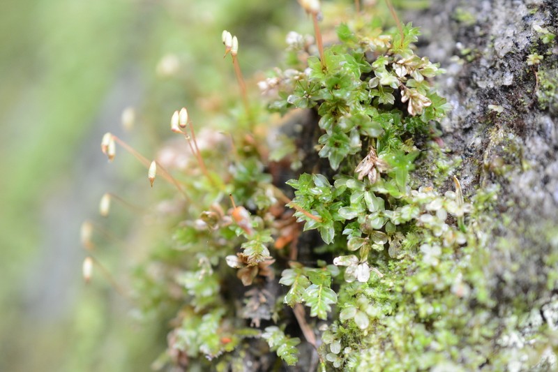 Rhizomnium Moss photo 5