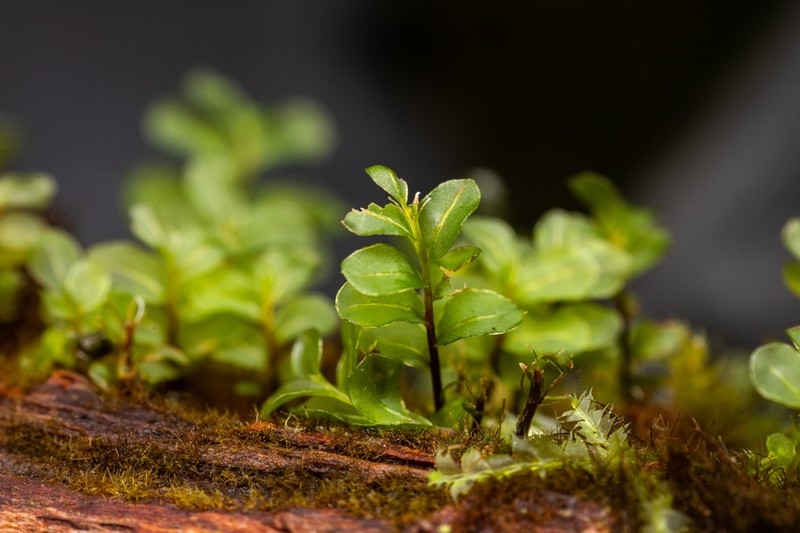 Rhizomnium Moss photo 6