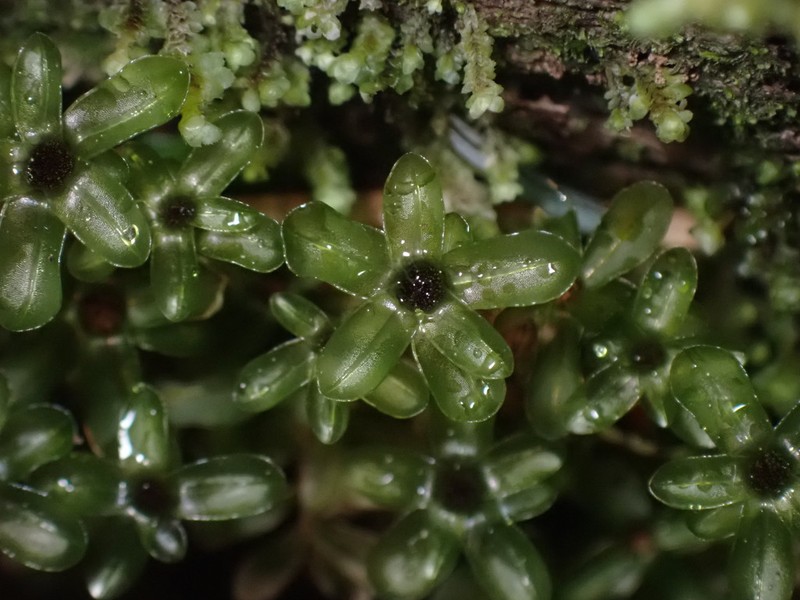 Rhizomnium Moss photo 7