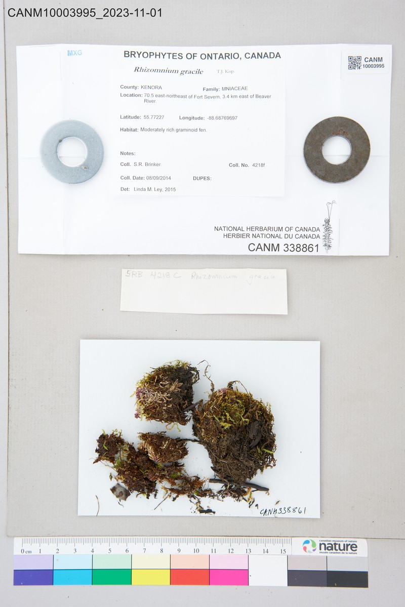 Rhizomnium Moss