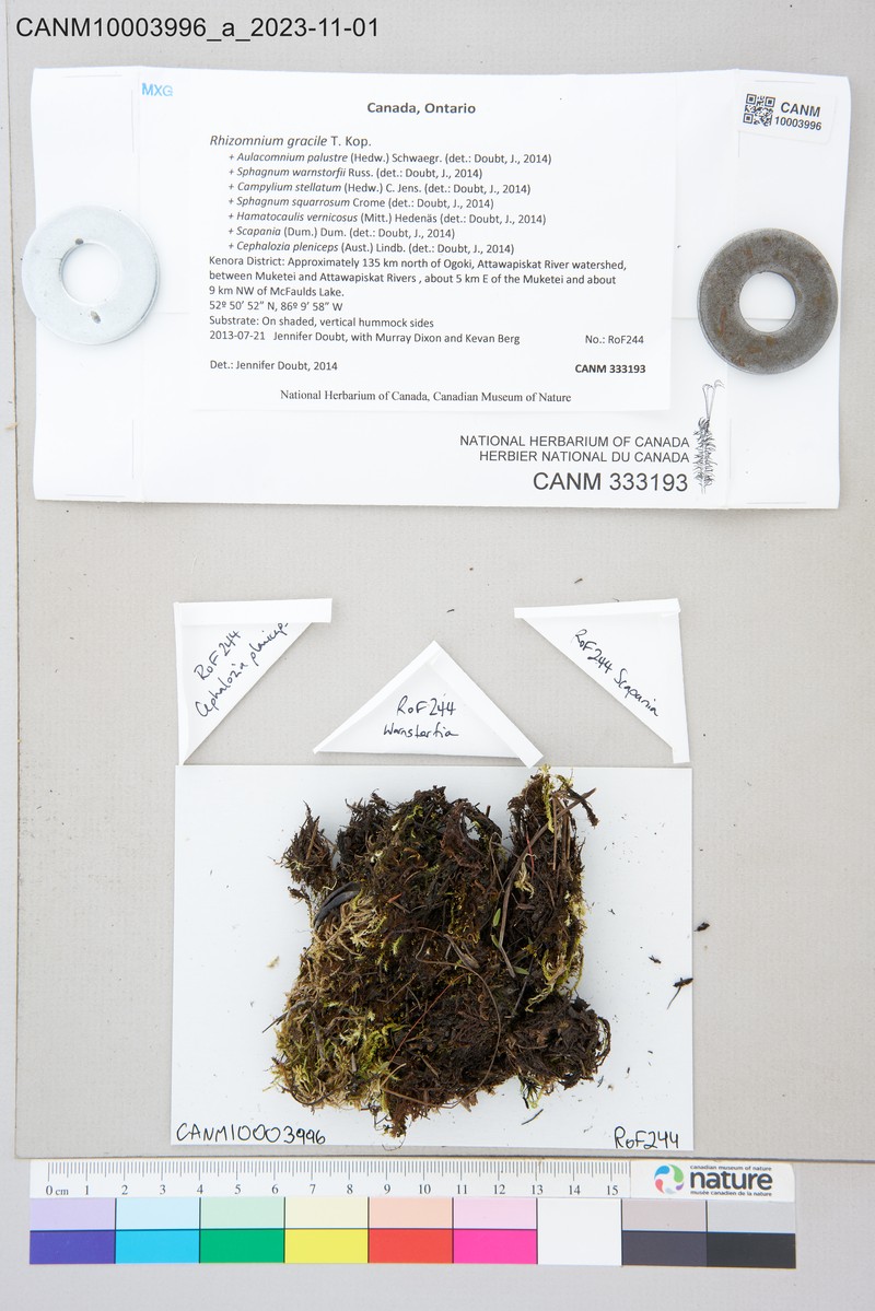 Rhizomnium Moss photo 2
