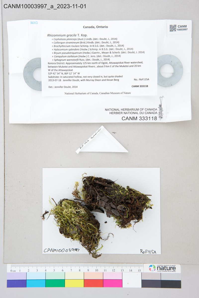 Rhizomnium Moss photo 3