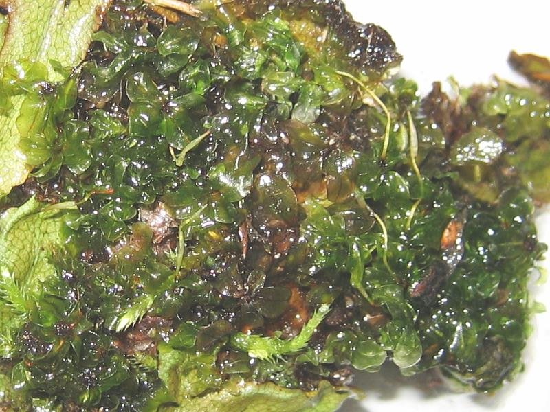 Grandleaf Rhizomnium Moss