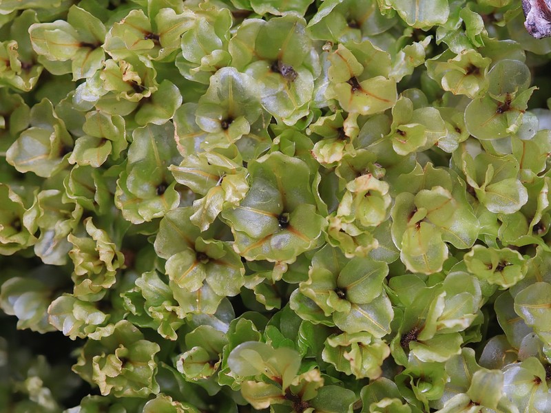Grandleaf Rhizomnium Moss