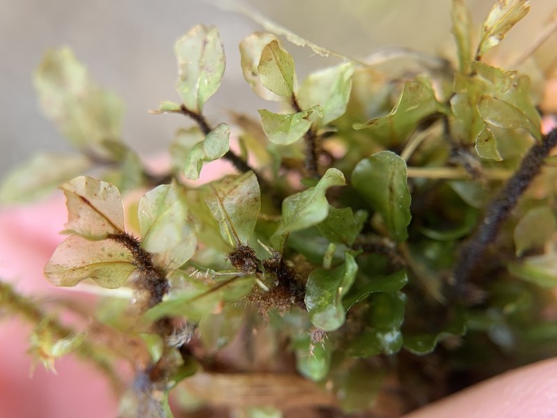 Grandleaf Rhizomnium Moss photo 2