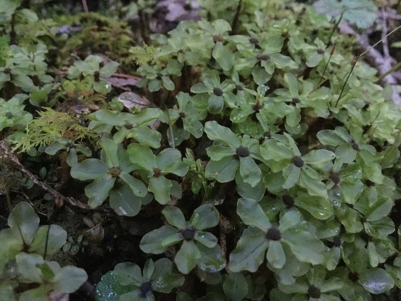 Grandleaf Rhizomnium Moss photo 3