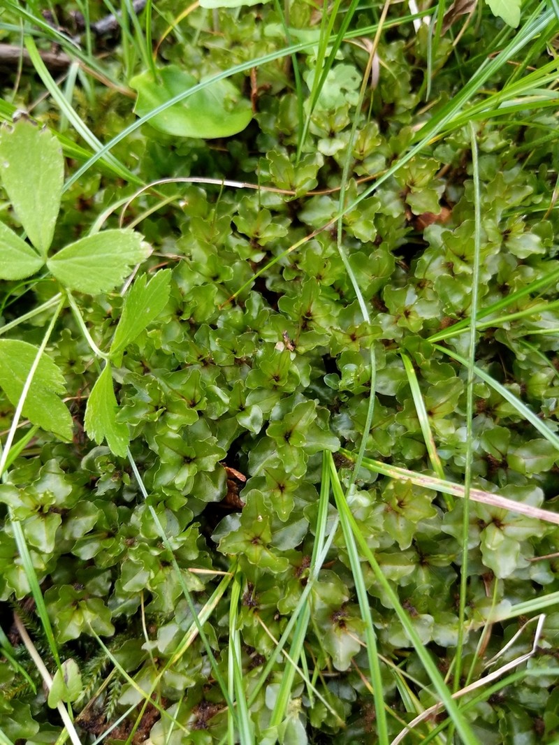Grandleaf Rhizomnium Moss photo 4