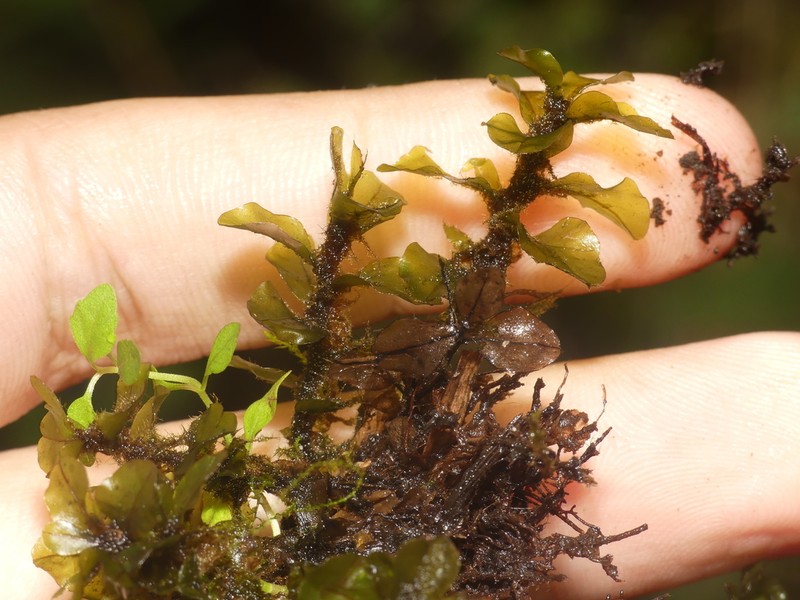 Grandleaf Rhizomnium Moss photo 5