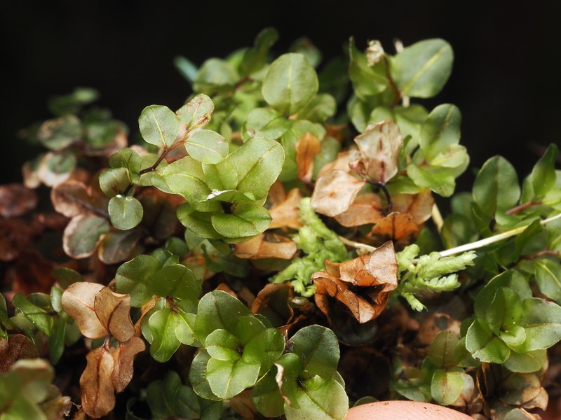 Grandleaf Rhizomnium Moss photo 6