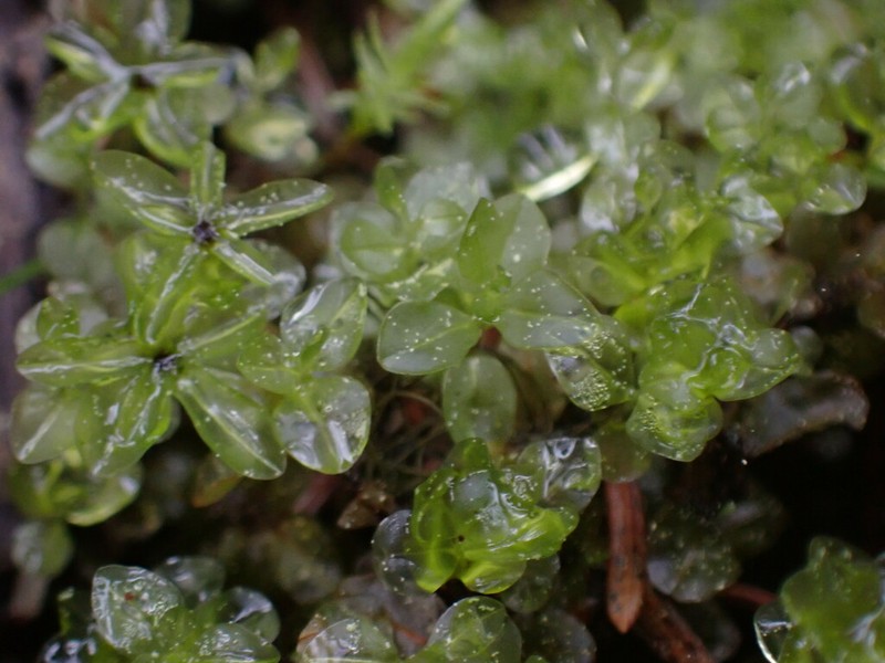 Grandleaf Rhizomnium Moss photo 7
