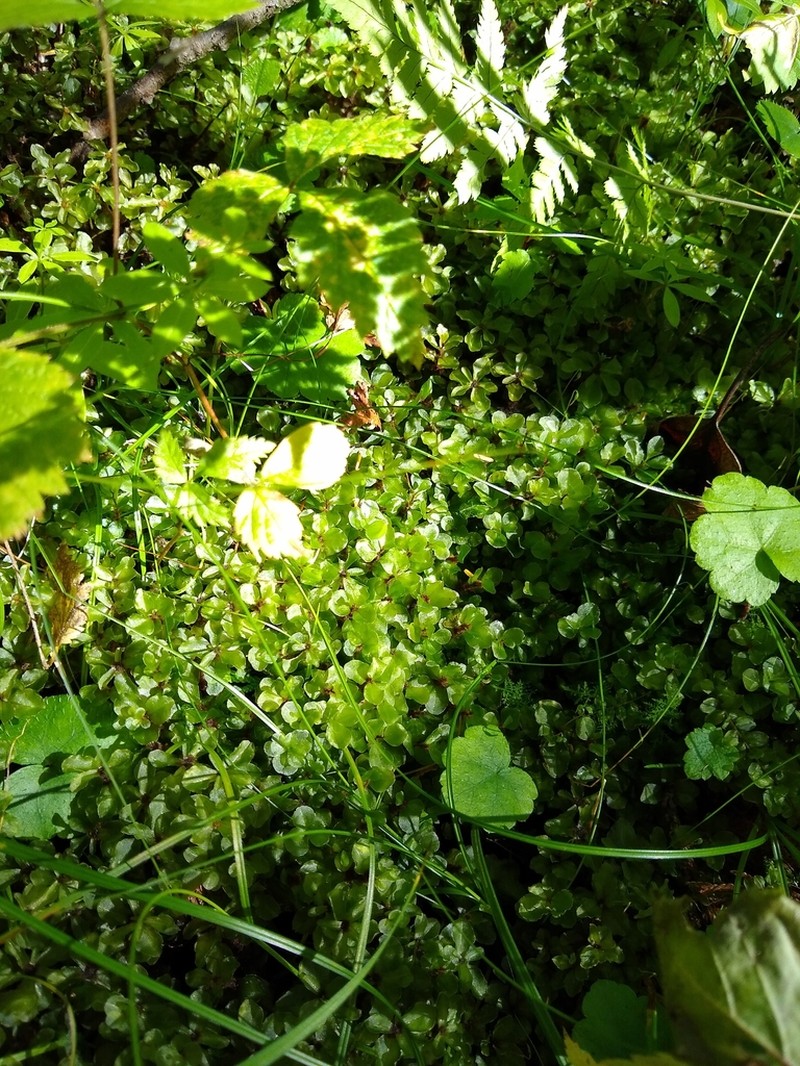 Grandleaf Rhizomnium Moss photo 8